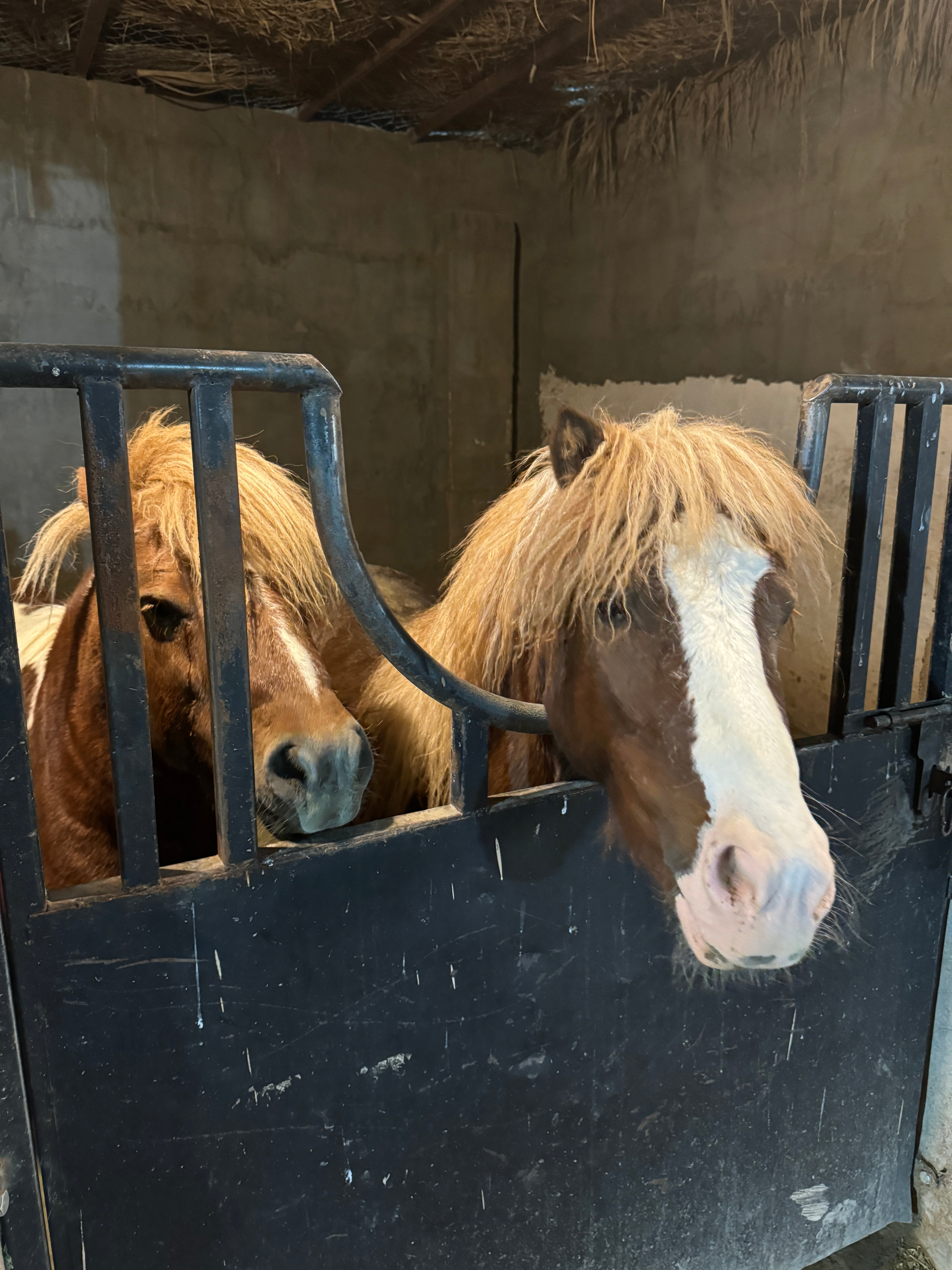 A Night to Remember: Horse Riding, Archery, and a Traditional Dinner in Madinah